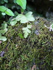Asplenium platyneuron
