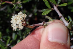 Ceanothus arcuatus