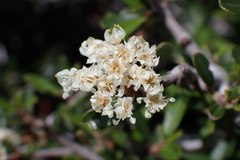 Ceanothus arcuatus