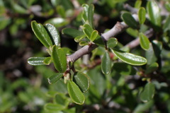 Ceanothus arcuatus