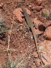 Aspidoscelis neotesselatus