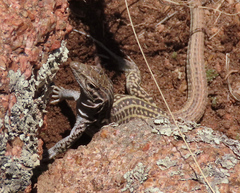 Aspidoscelis neotesselatus