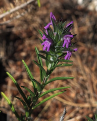 Thymbra spicata