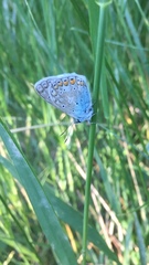 Polyommatus icarus