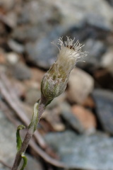 Antennaria suffrutescens