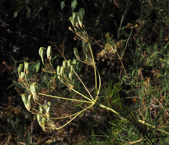 Heptaptera anisoptera