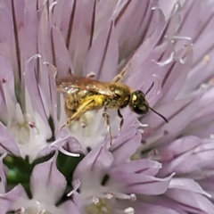 Dialictus
