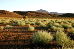 Artemisia santolinifolia