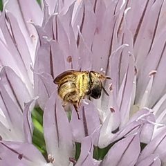 Dialictus