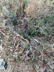 Calliandra eriophylla