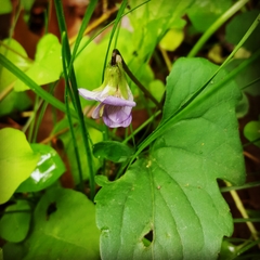 Viola triloba