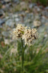 Calliscirpus criniger