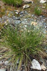 Calliscirpus criniger