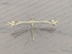 Paraplatyptilia