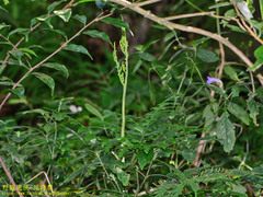 Sceptridium formosanum