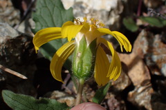 Arnica cernua