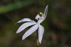 Caladenia maritima