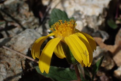 Arnica cernua