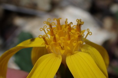 Arnica cernua