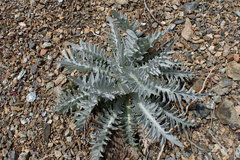 Cirsium douglasii