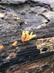 Calocera sinensis