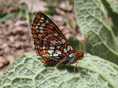 Euphydryas anicia capella