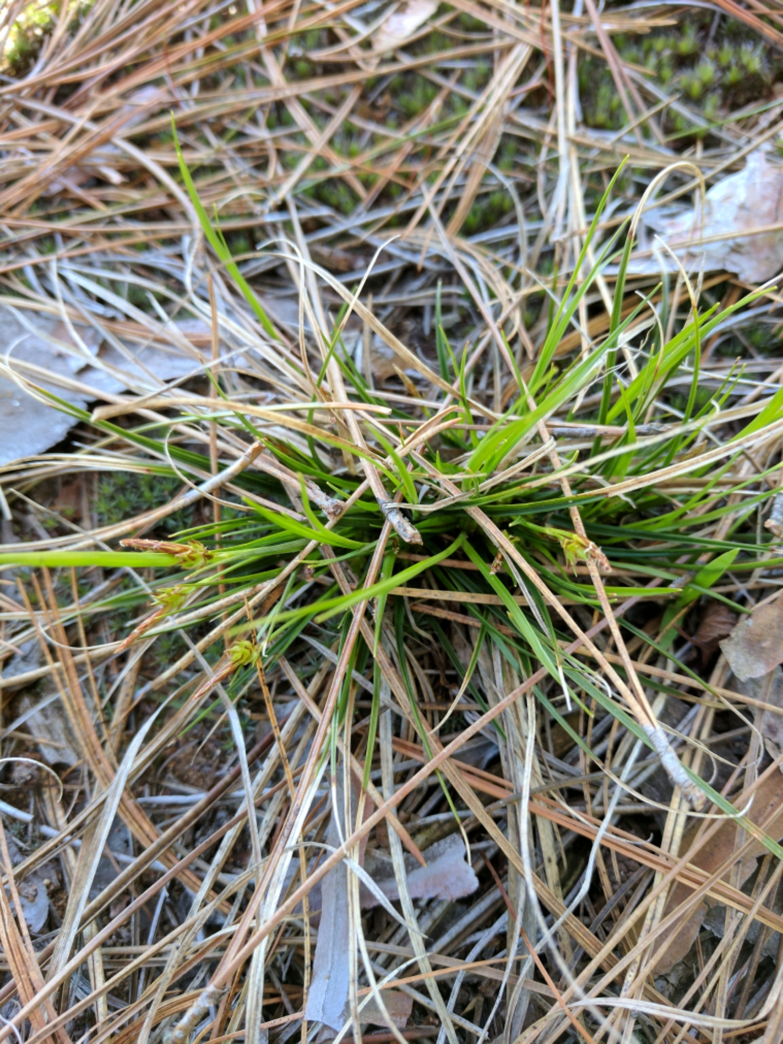 Carex tonsa var. rugosperma