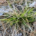 Carex tonsa rugosperma - Photo (c) Craig Ontl, algunos derechos reservados (CC BY-NC), subido por Craig Ontl