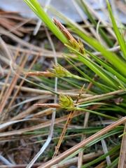 Carex tonsa rugosperma