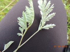 Artemisia armeniaca