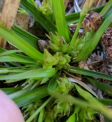 Carex tonsa rugosperma