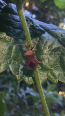 Coreus marginatus