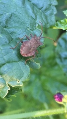 Coreus marginatus