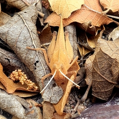 Tomonotus ferruginosus