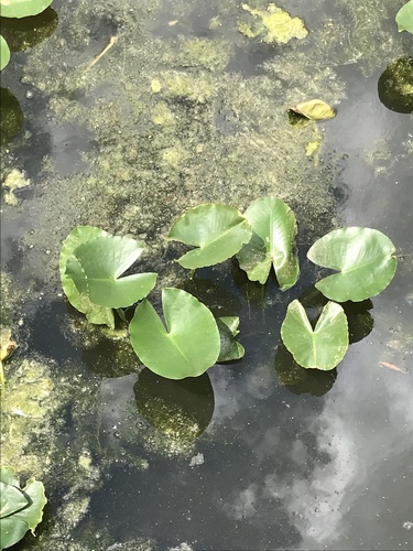 photo of Yellow Pond-lilies (Nuphar)