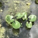 photo of Yellow Pond-lilies (Nuphar)