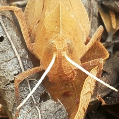 Tomonotus ferruginosus