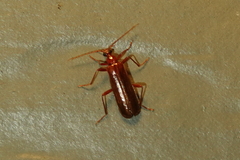 Dendroides ephemeroides