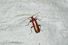 Dendroides ephemeroides