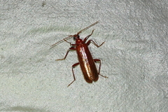 Dendroides ephemeroides