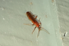 Dendroides ephemeroides
