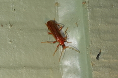 Dendroides ephemeroides