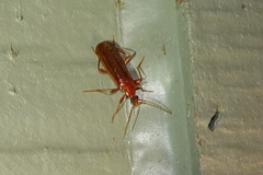 Dendroides ephemeroides