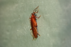Dendroides ephemeroides