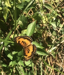Byblia anvatara