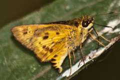 Thoressa masoni