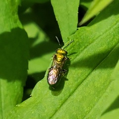 Augochlora pura