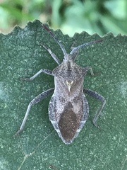 Piezogaster indecorus