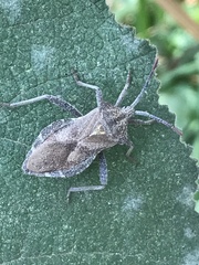 Piezogaster indecorus