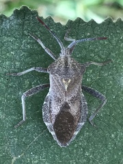 Piezogaster indecorus